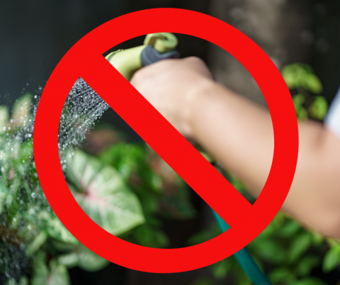no watering