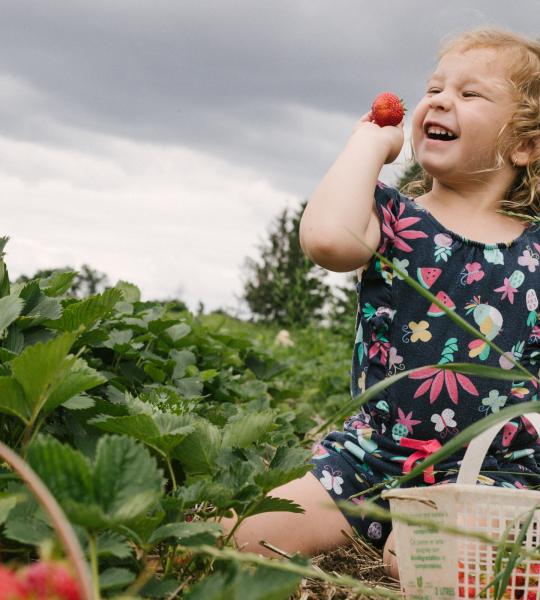 a little girl picking strawberries