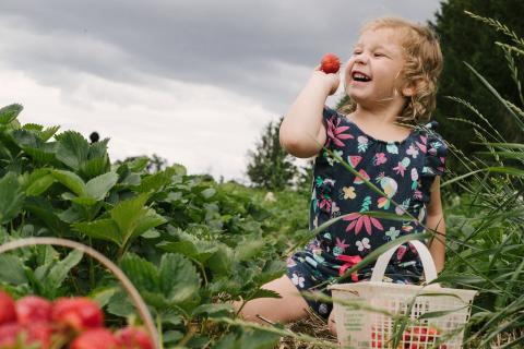 a little girl picking strawberries